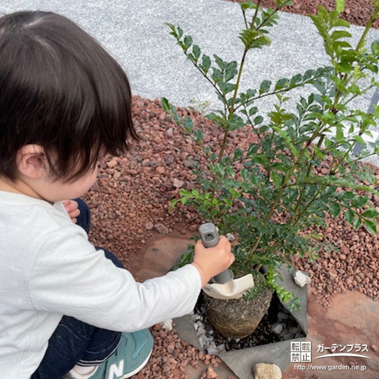 記念樹シマトネリコの植樹の様子