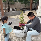 記念樹キンモクセイの植樹の様子