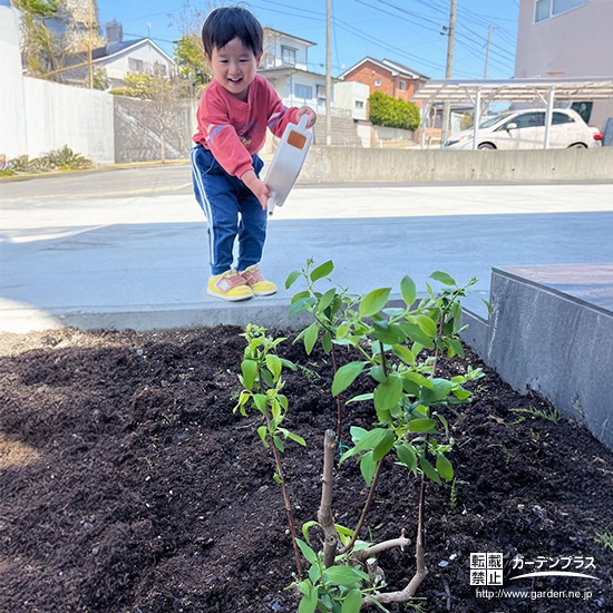 バイカウツギに水やりをする様子