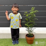 シマトネリコと記念撮影