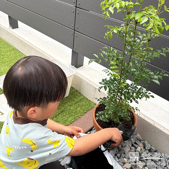 記念樹シマトネリコの植樹の様子