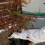 記念樹ナンテンの植樹の様子
