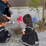 記念樹ハナミズキの植樹の様子