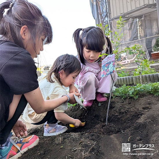 記念樹ジューンベリーの植樹の様子