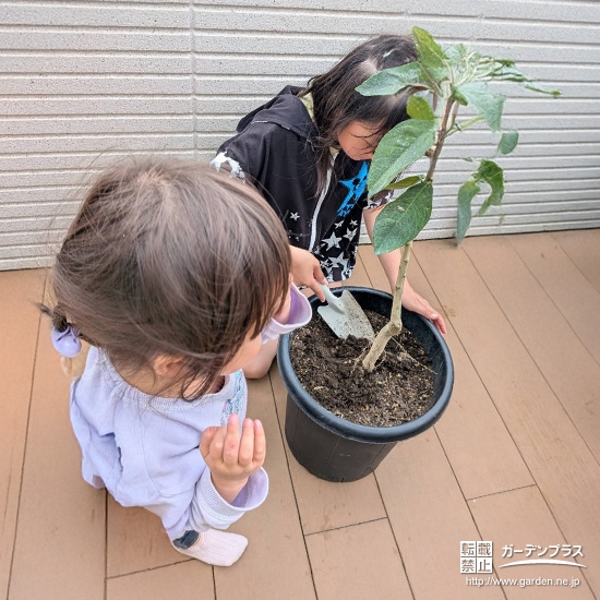 記念樹レモンの植樹の様子