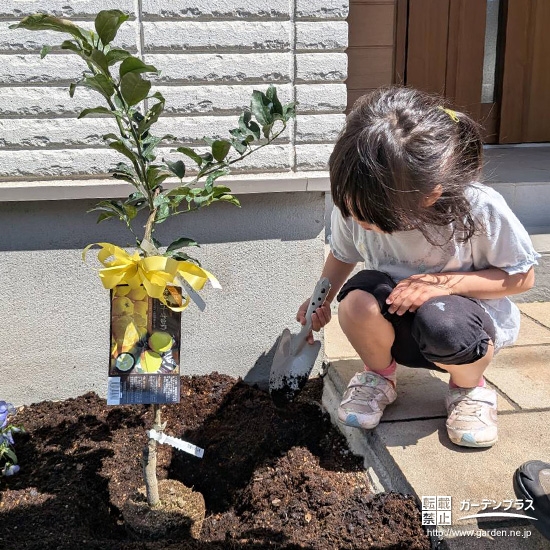 記念樹ゆずの植樹の様子
