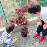 記念樹もみじ（カエデ）の植樹の様子