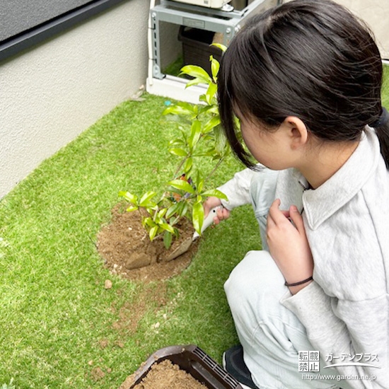 記念樹キンモクセイの植樹の様子