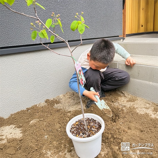 記念樹ジューンベリーの植樹の様子