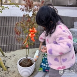 記念樹もみじ（カエデ）の植樹の様子