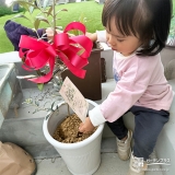 記念樹オリーブの植樹の様子