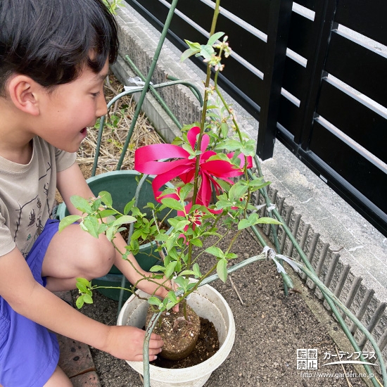 記念樹ブルーベリーの植樹の様子