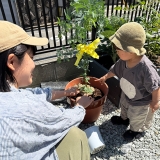 記念樹ミモザの植樹の様子