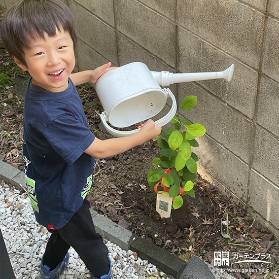 記念樹ジューンベリ—に水やりをする様子