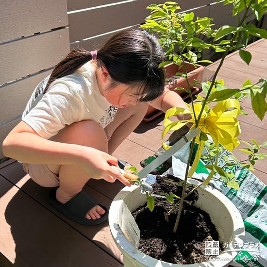 記念樹ブルーベリーの植樹の様子