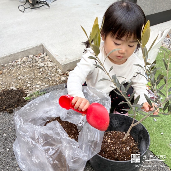 記念樹オリーブの植樹の様子