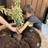 記念樹オリーブの植樹の様子