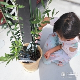 記念樹オリーブの植樹の様子