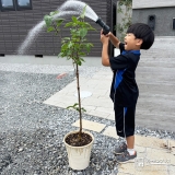 記念樹ライラックに水やりをする様子