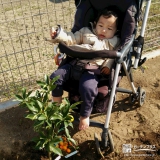 埼玉県熊谷市レモンとキンカンの植樹風景