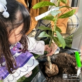 記念樹レモンの植樹の様子
