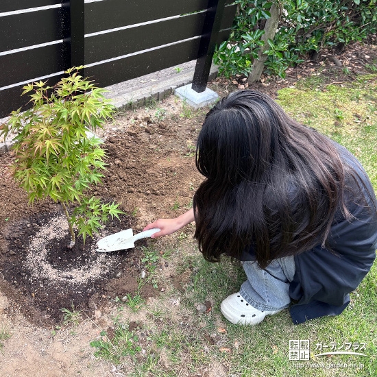 記念樹もみじ(カエデ)の植樹の様子