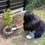 記念樹もみじ（カエデ）の植樹の様子