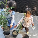 記念樹オリーブ・シマトネリコの植樹の様子