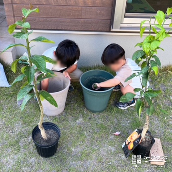 記念樹温州ミカン・レモンの植樹の様子