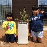 佐賀県杵島郡四季咲きモクセイとオリーブの植樹風景