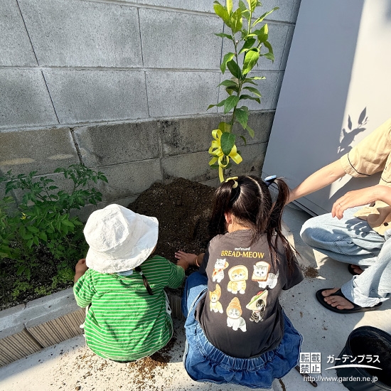 記念樹レモンの植樹の様子①
