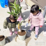 温州ミカンの植樹の様子