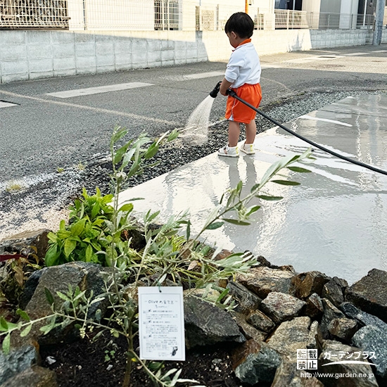 記念樹オリーブに水やりをする様子