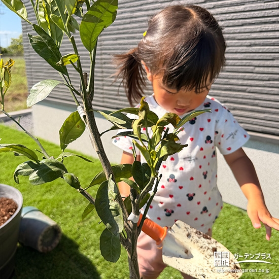 温州ミカンの植樹の様子