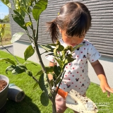 温州ミカンの植樹の様子②