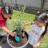 記念樹オリーブの植樹の様子