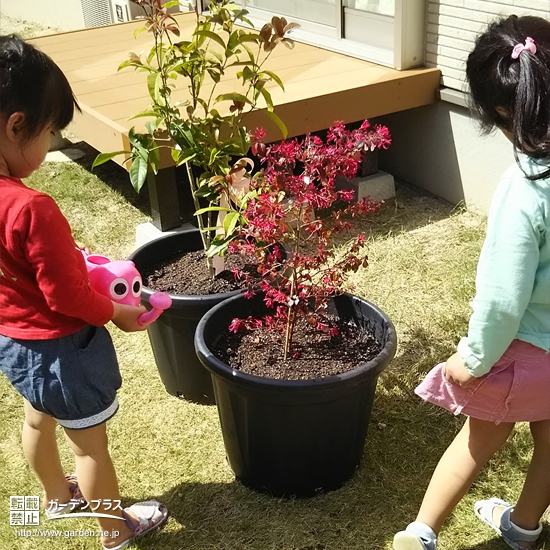 福岡県糟屋郡四季咲きモクセイと紅葉トキワマンサクの植樹風景