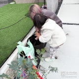 記念樹ミモザの植樹の様子