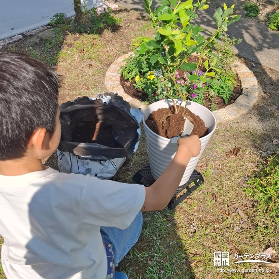 記念樹ブルーベリーの植樹の様子