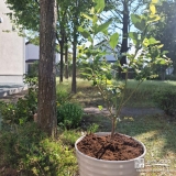 鉢植えにしたブルーベリー