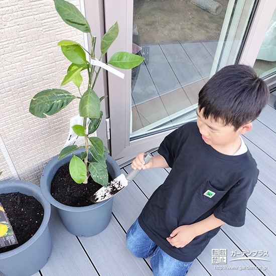 記念樹温州ミカンの植樹の様子