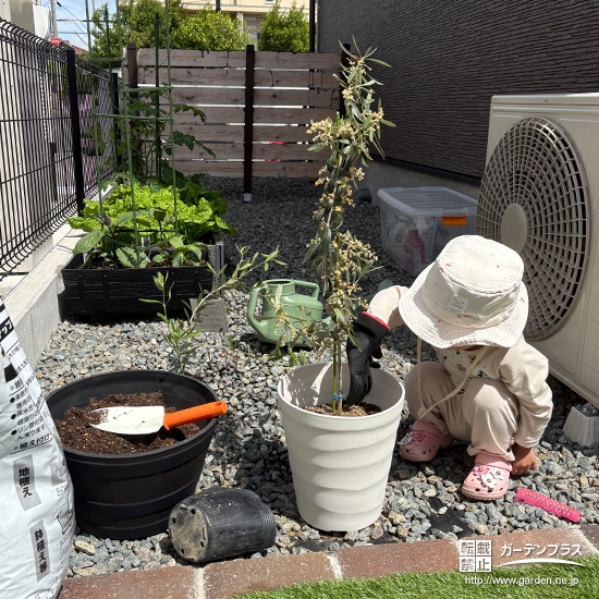 記念樹オリーブの植樹の様子