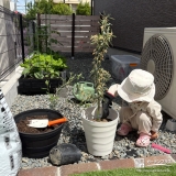 記念樹オリーブの植樹の様子