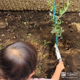 記念樹オリーブの植樹の様子