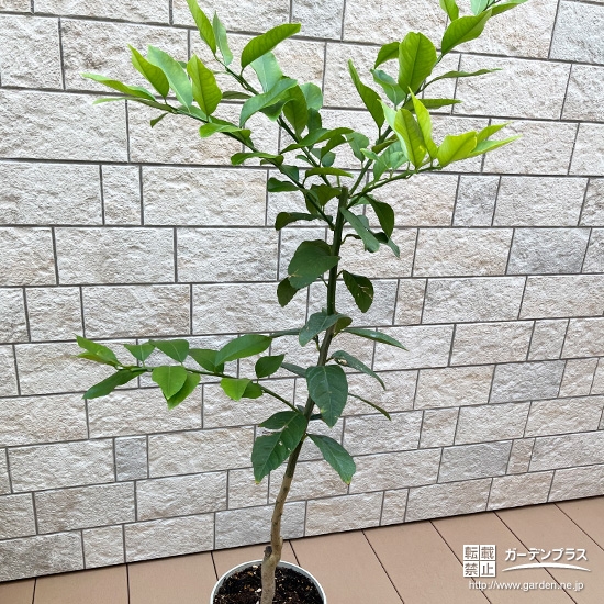 鉢植えにしたレモン