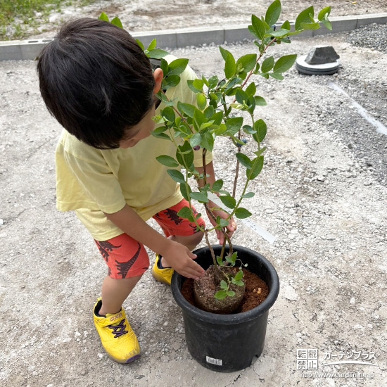 記念樹ブルーベリーの植樹の様子