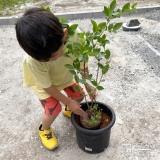 記念樹ブルーベリーの植樹の様子