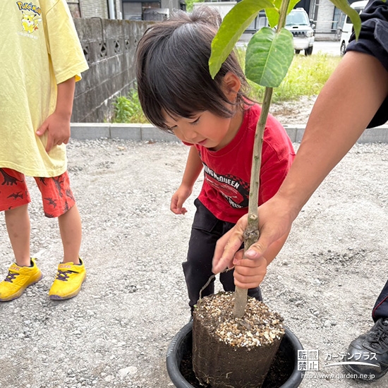 記念樹レモンの植樹の様子