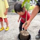 記念樹レモンの植樹の様子