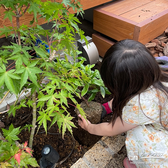 記念樹ジンチョウゲの植樹の様子